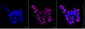 KD-Validated Anti-EZH2 Mouse Monoclonal Antibody